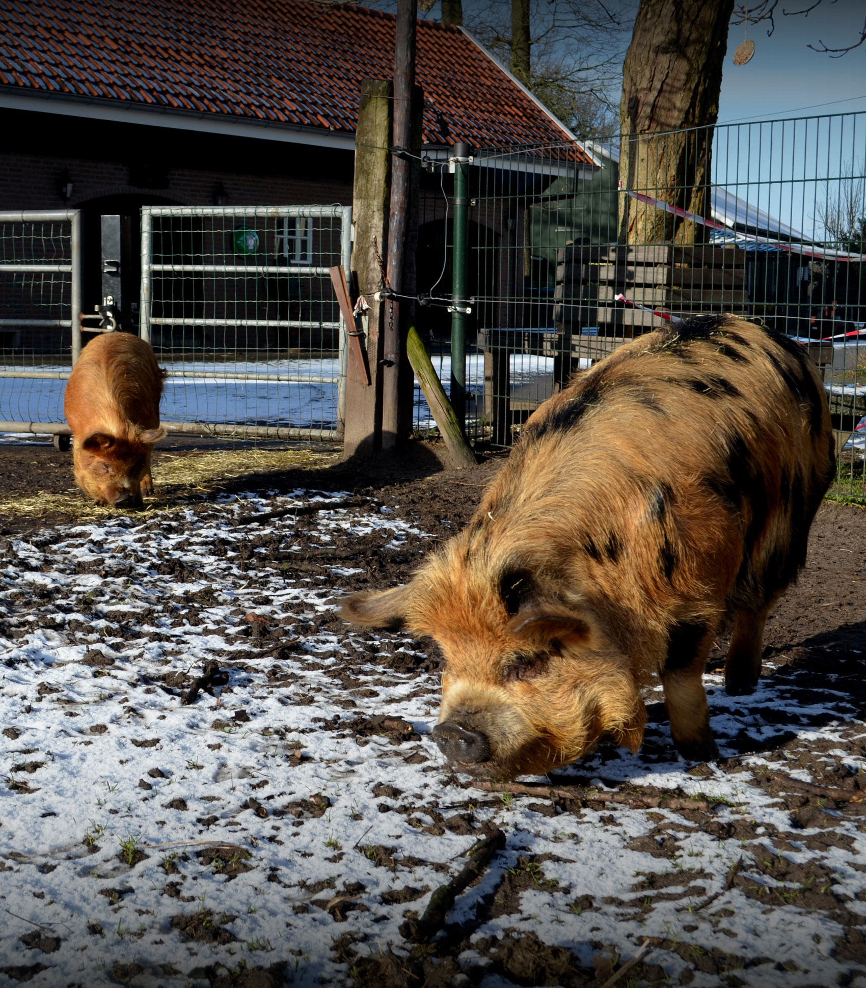 de-speelboerderij-dieren